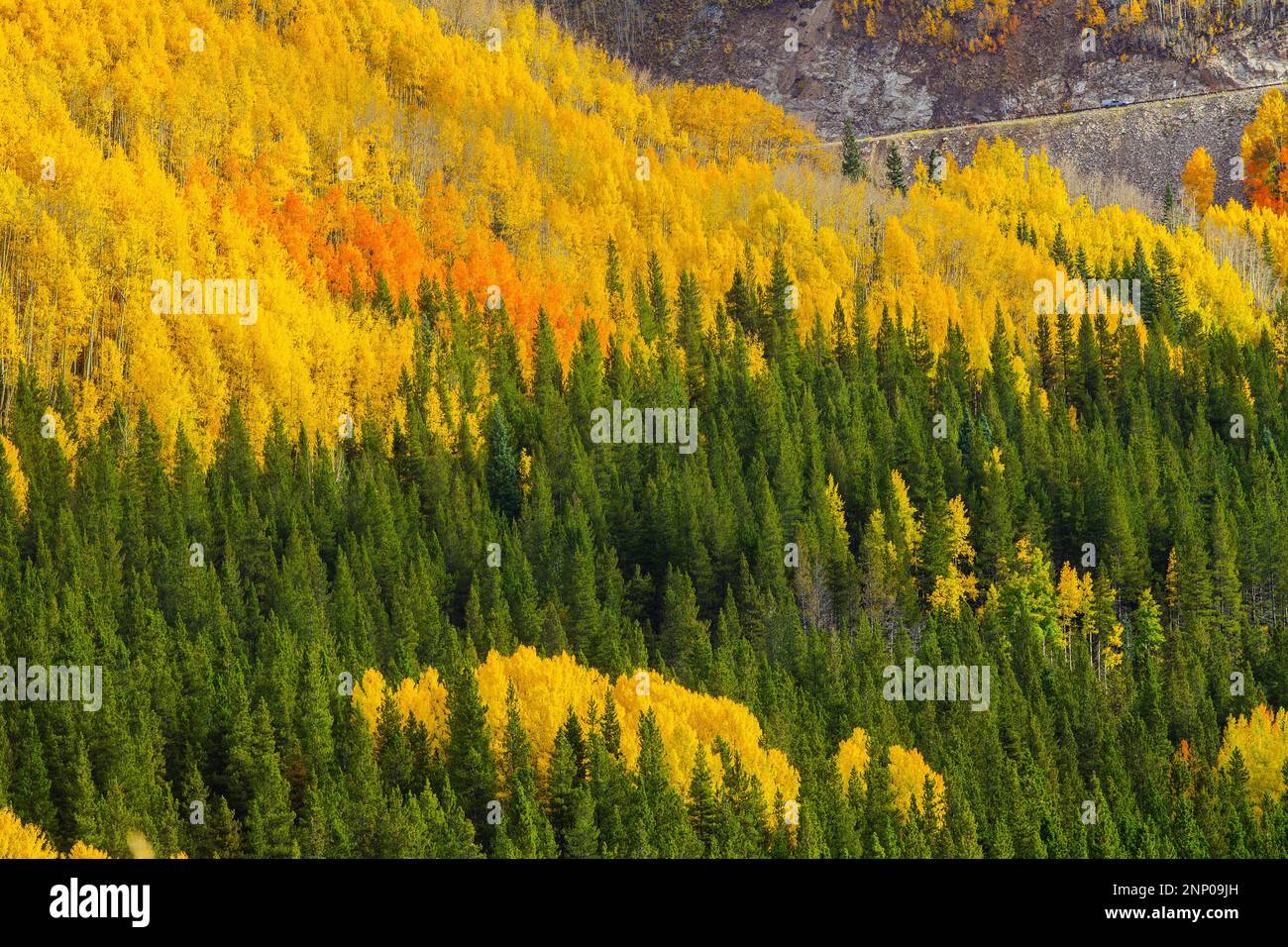 Paesaggio autunnale con foresta, Durango, Colorado, USA Foto Stock