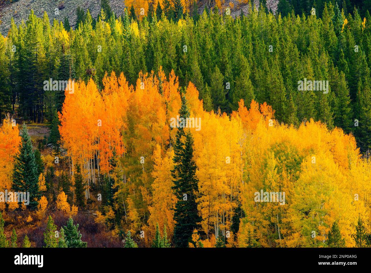 Paesaggio autunnale con foresta, Durango, Colorado, USA Foto Stock