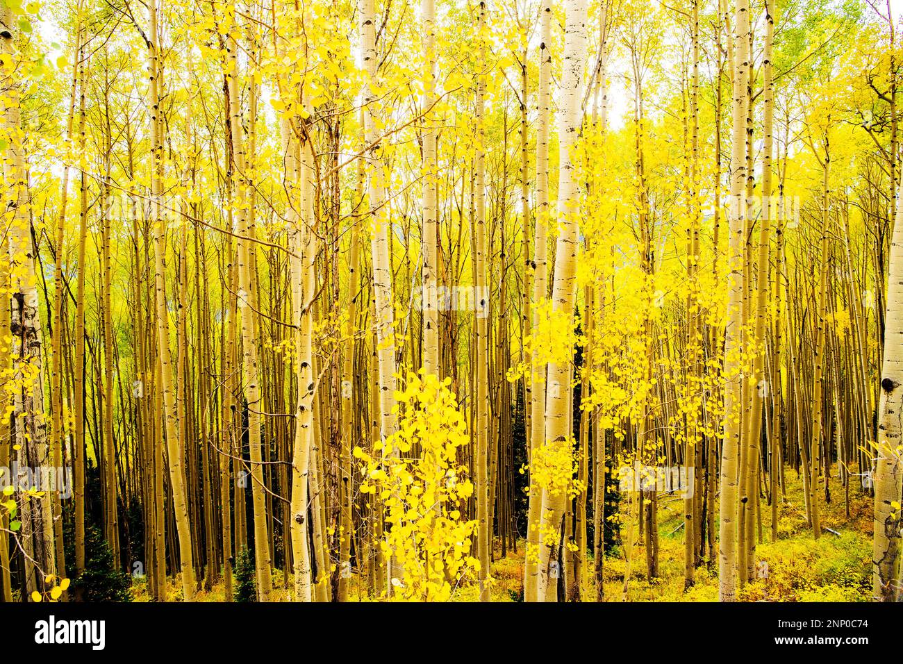 Bosco di betulle in autunno, Durango, Colorado, USA Foto Stock