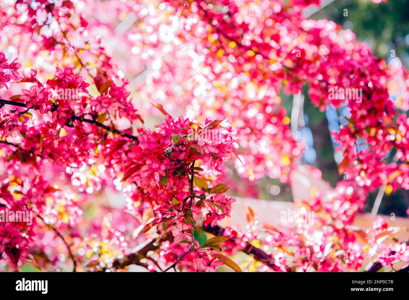 Rametti rosa di ananas in fiore in primavera Foto Stock