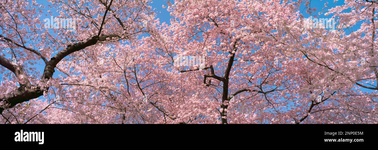 Fiore di ciliegio contro il cielo blu, Washington DC, USA Foto Stock