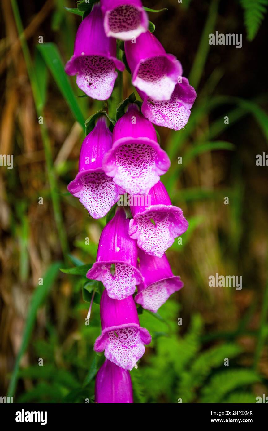 Primo piano del fiore di Foxglove Foto Stock