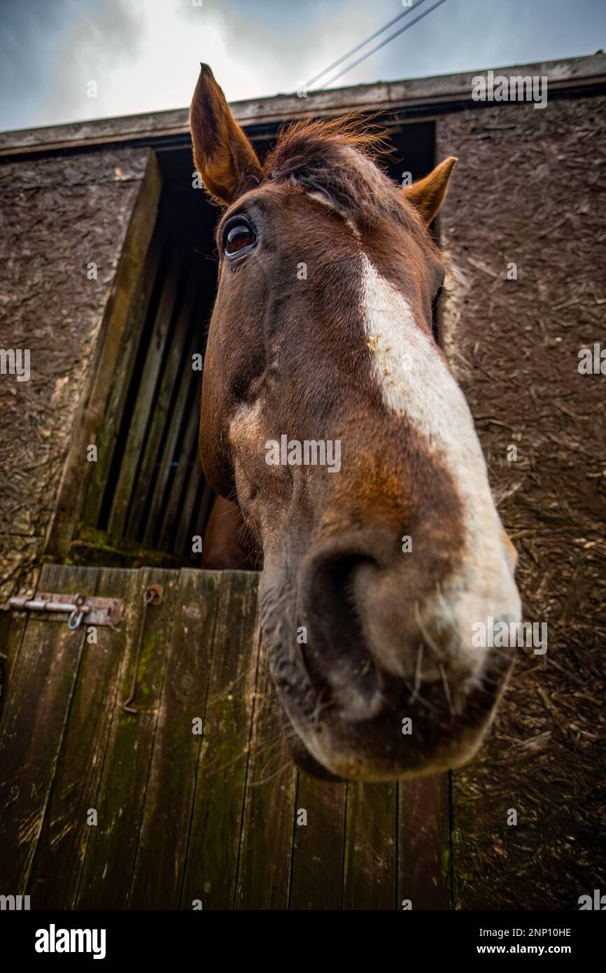 Ritratto di cavallo in stalla Foto Stock