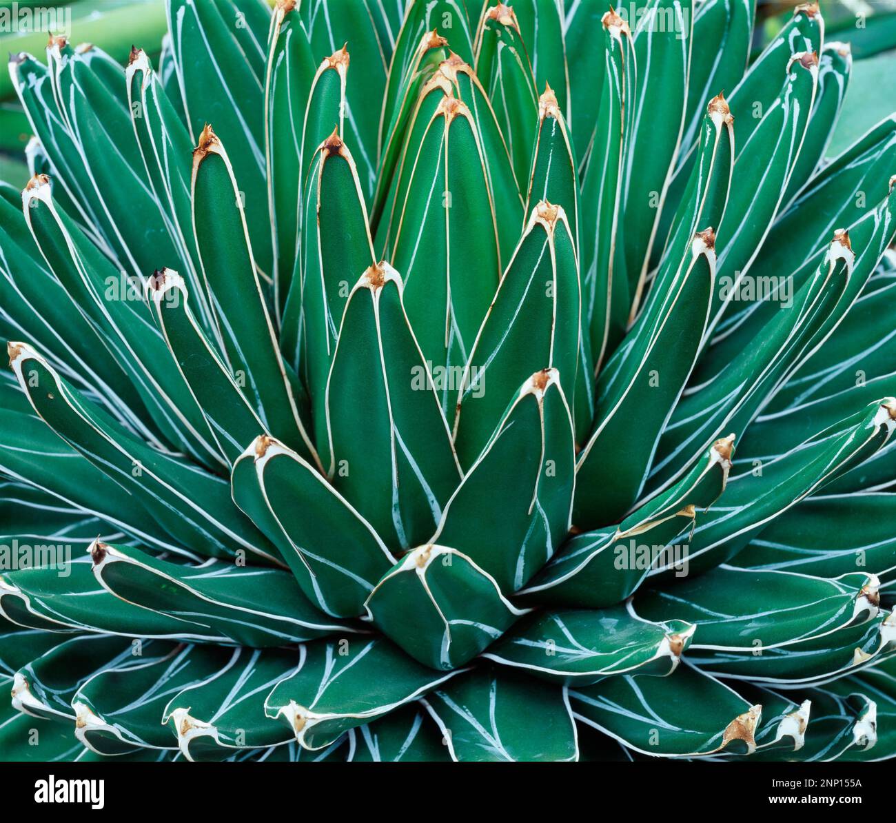 Pianta succulenta nei giardini botanici, Buffalo, New York, USA Foto Stock