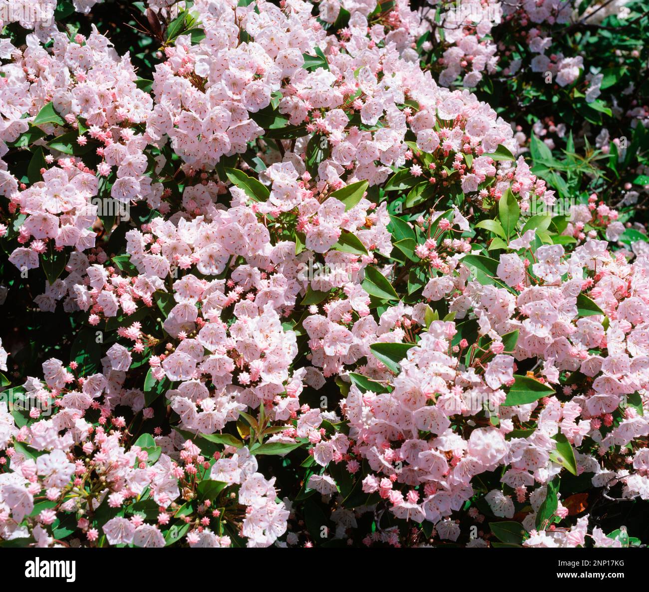 Mountain Laurel, Kalmia Latifolia, High Knob Overlook, Pennsylvania, Stati Uniti Foto Stock