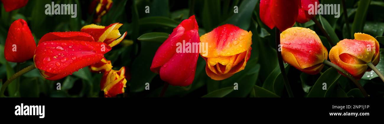 Tulipani rossi e arancioni, Skagit Valley Washington, USA Foto Stock