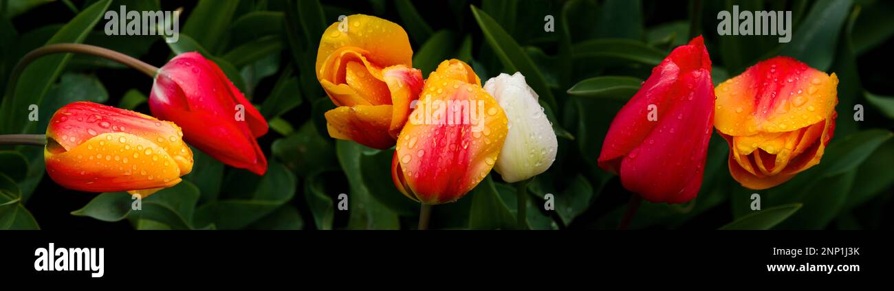 Tulipani arancione, Skagit Valley WASHINGTON, STATI UNITI D'AMERICA Foto Stock