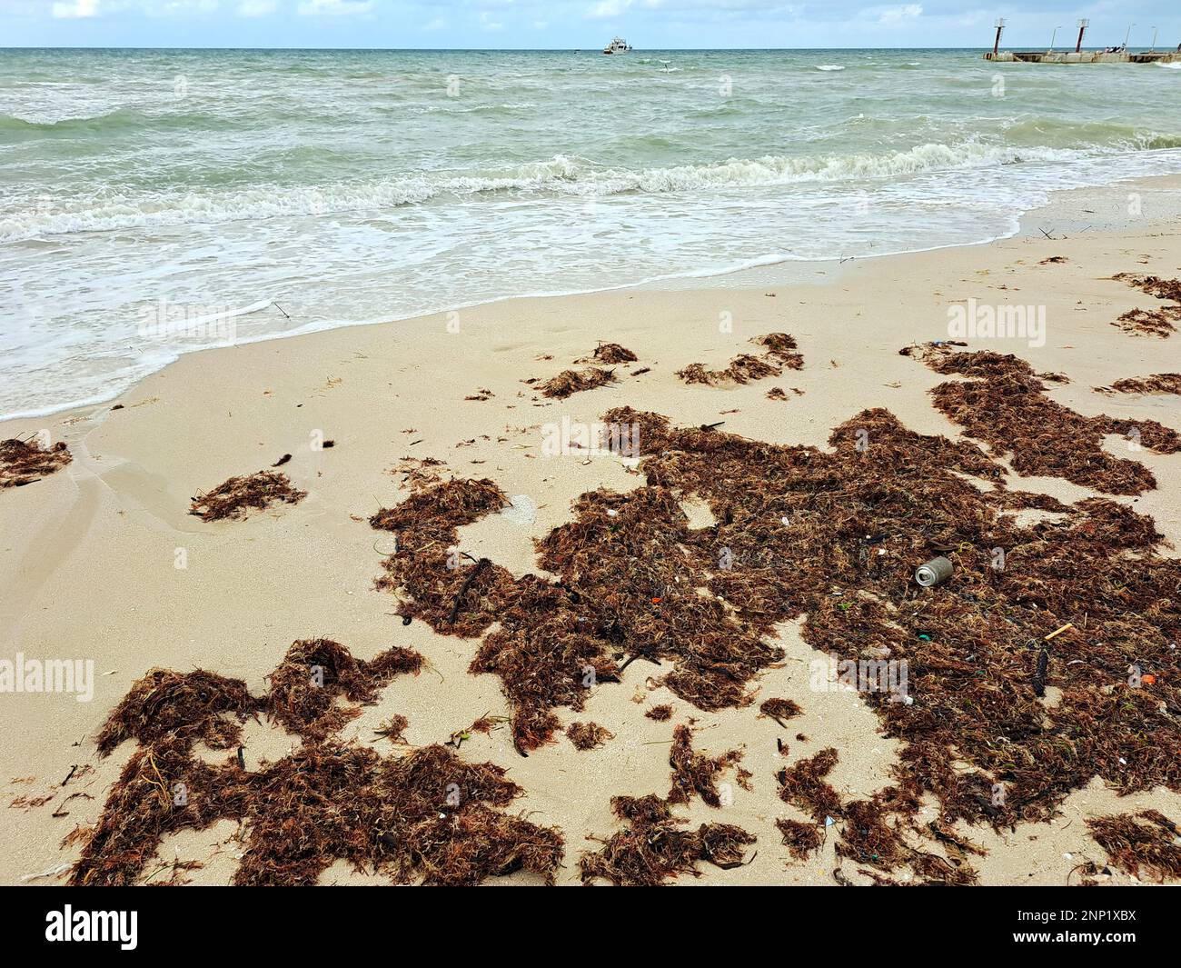 Sargassum sulla riva della spiaggia, un tipo di alghe nei Caraibi, un grave problema ambientale in Messico, una sorta di epidemia di alghe Foto Stock