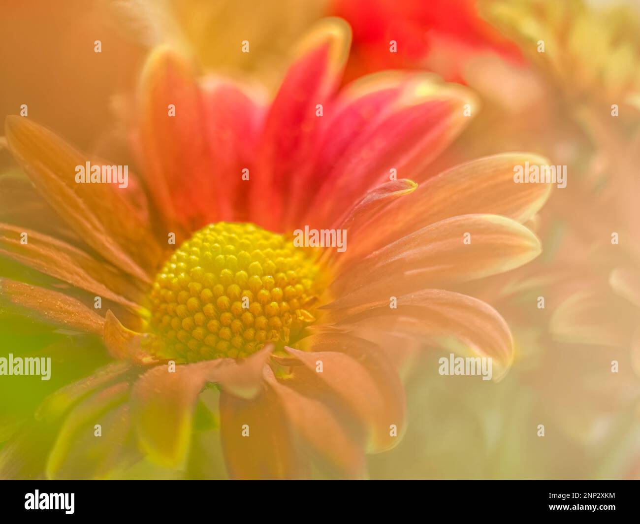 Close up di crisantemo fiore Foto Stock