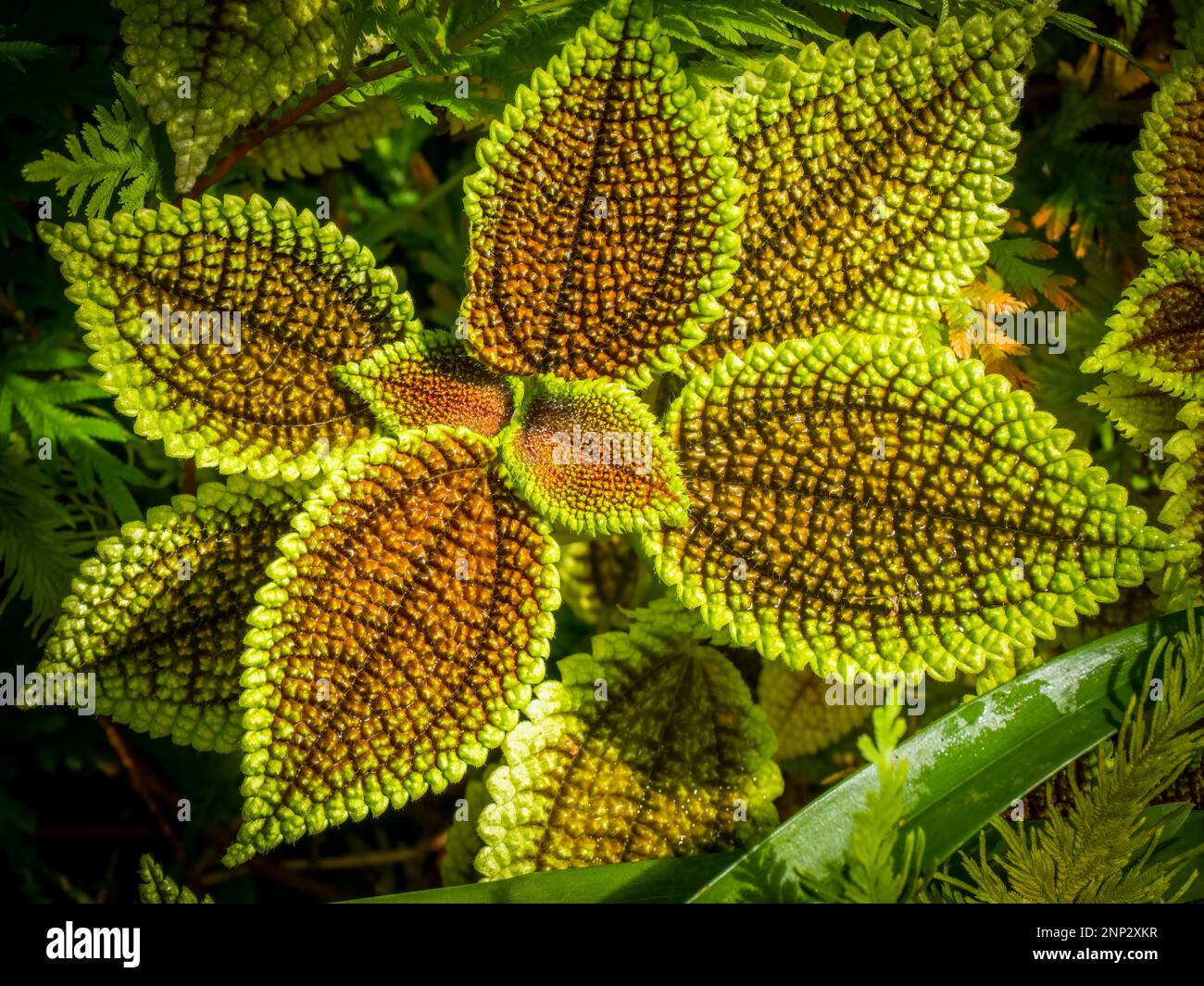 Primo piano della Valle della Luna (Pilea mollis) Foto Stock