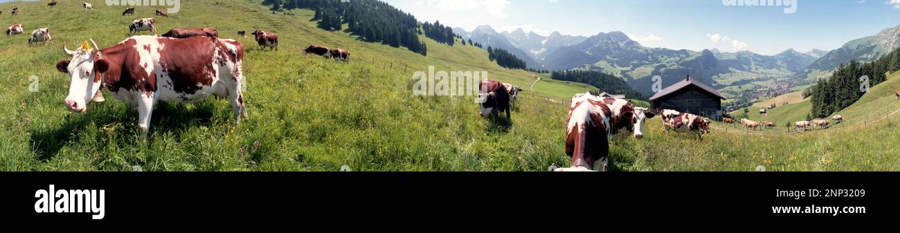Mucche che pascolano nei pascoli di montagna, in Svizzera Foto Stock