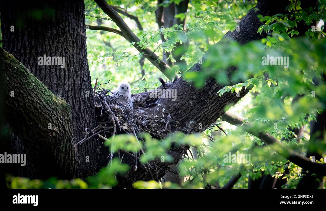 Aquila eurasiatica Owl Bubo Bubo seduto su un nido nella corona di alberi con i cuccioli e di guardia, primo piano, foto della fauna selvatica, la foto migliore Foto Stock
