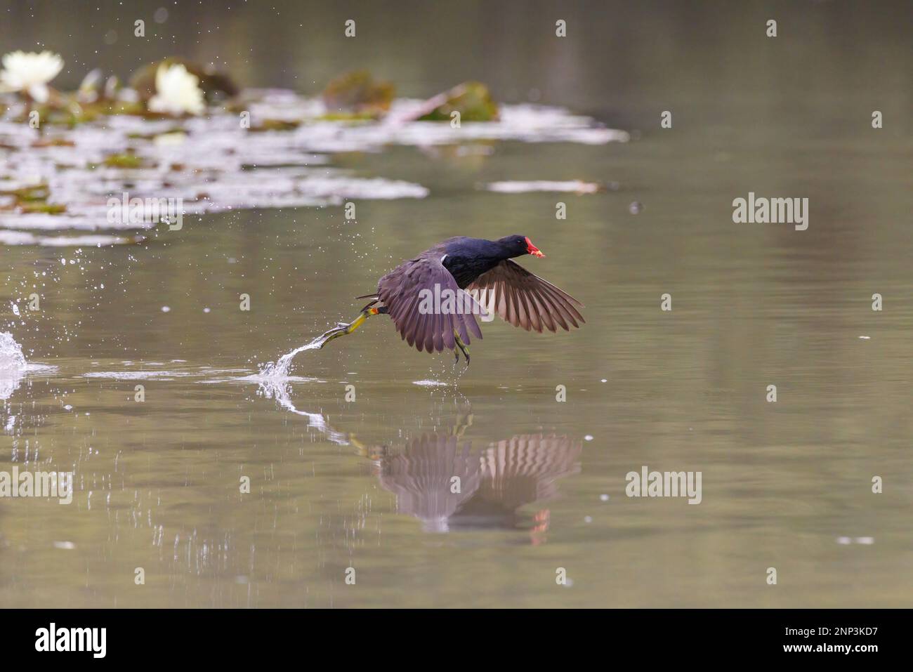 Moorhen [ Gallinula chloropus ] che corre attraverso il lago di pesca con spruzzi e la riflessione a Somerset, Regno Unito Foto Stock