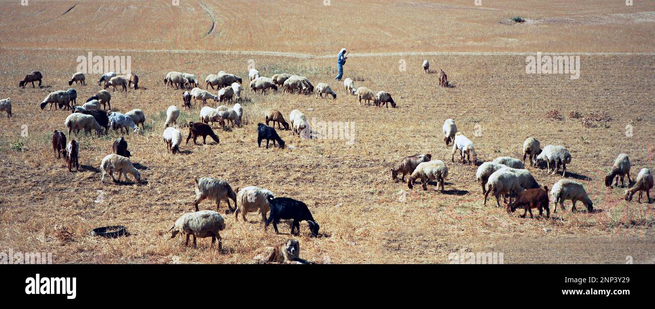 Pastore in piedi con gregge di pecore, Gerusalemme, Israele Foto Stock