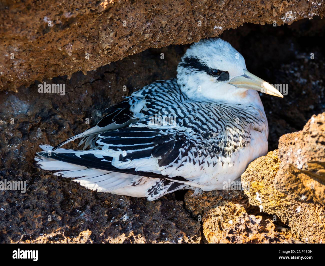 Tropicbird a volontà nascosto sotto la roccia, Isola di Genovesa, Galapagos, Ecuador Foto Stock