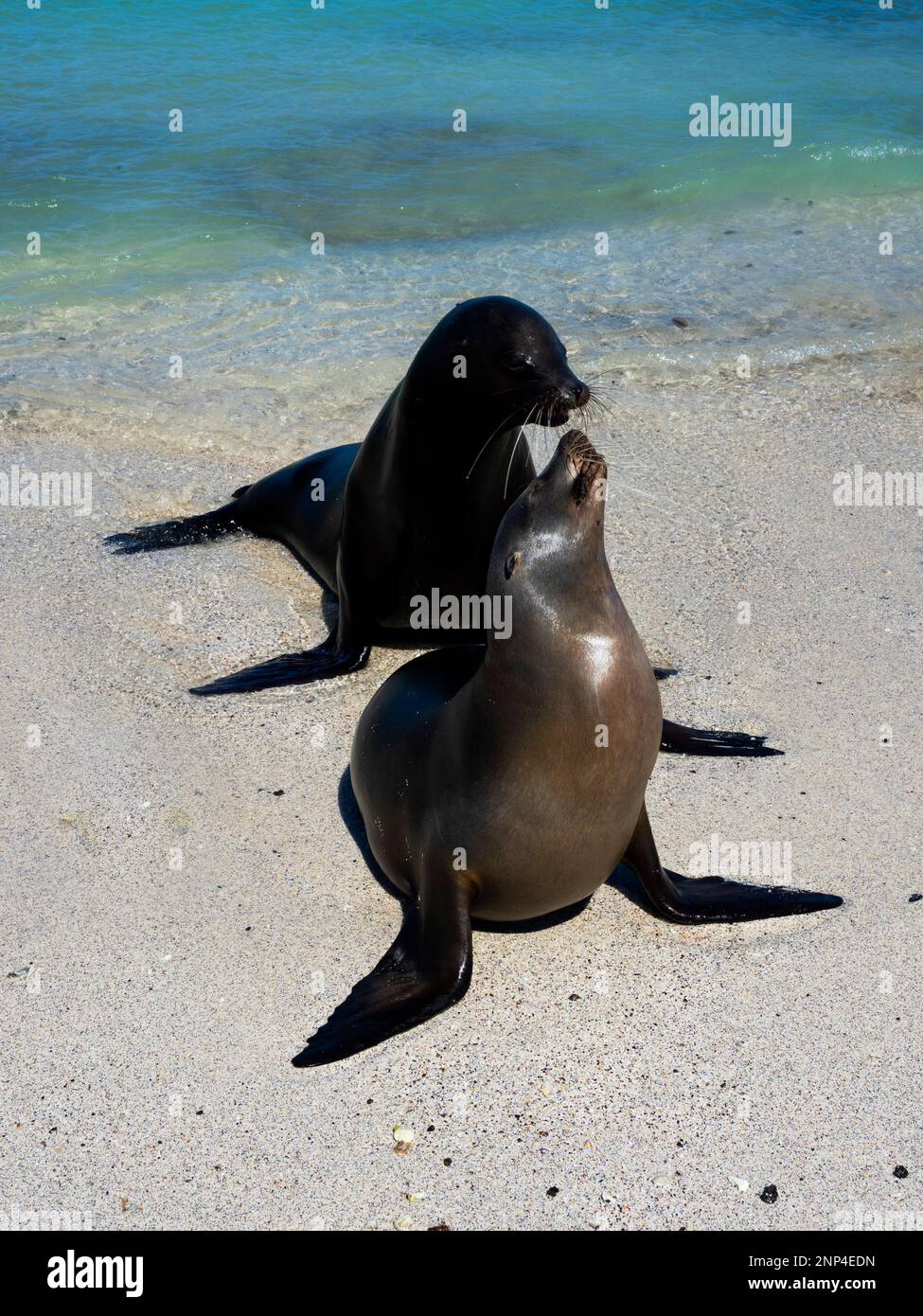 Due leoni marini sulla spiaggia, l'isolotto di cappello cinese, le Galapagos, l'Ecuador Foto Stock