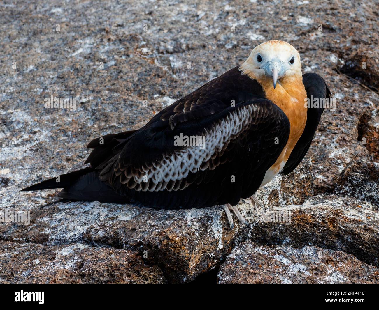 Uccello fregato a terra, Isola di Genovesa, Galapagos, Ecuador Foto Stock