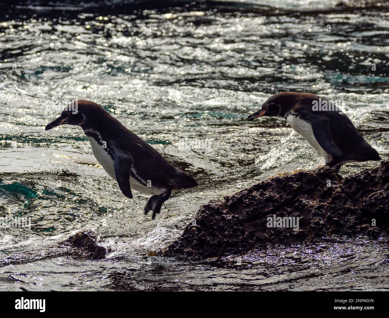 Pinguini sulla roccia, vicino a Puenta Morena, Isabela Island, Galapagos, Ecuador Foto Stock