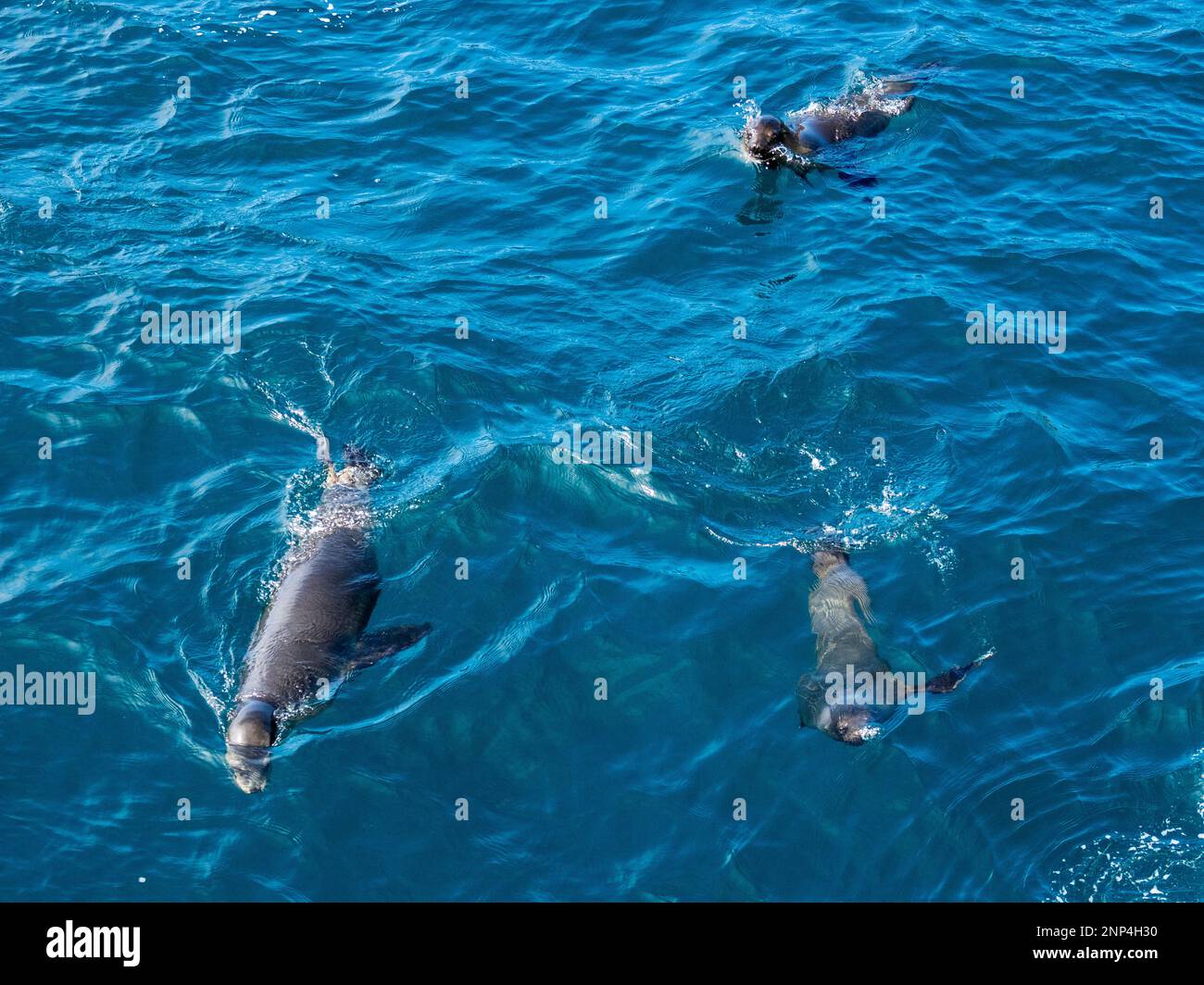 Tre leoni marini che nuotano in mare, Punta Vincente Roca, Isabela Island, Galapagos, Ecuador Foto Stock