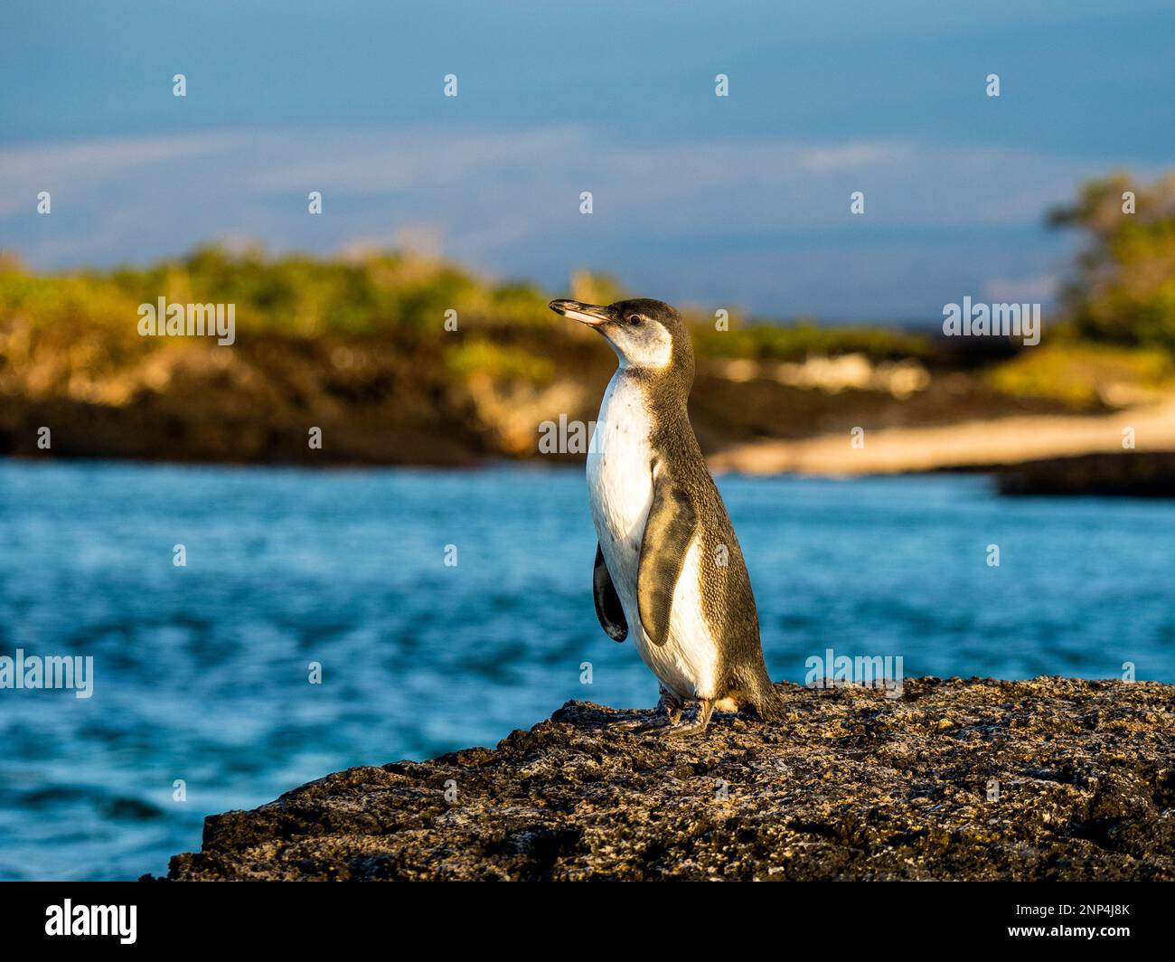 Pinguino sulla roccia, vicino a Puenta Morena, Isabela Island, Galapagos, Ecuador Foto Stock