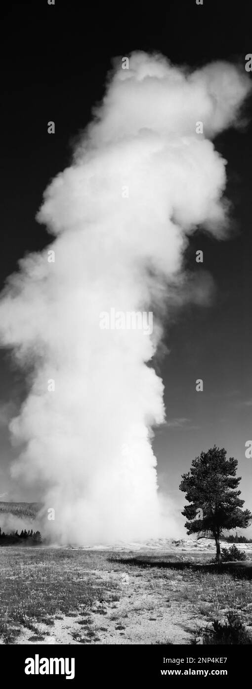 Geyser Old Faithful eruzione, il Parco Nazionale di Yellowstone, Wyoming USA Foto Stock
