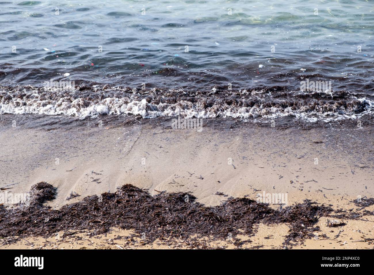 Risultato vento. Cumulo marrone secco di alghe sulla spiaggia di sabbia vuota. Giorno d'inverno, schiuma sulla superficie dell'acqua, mare increspato con fondo sporco. Foto Stock