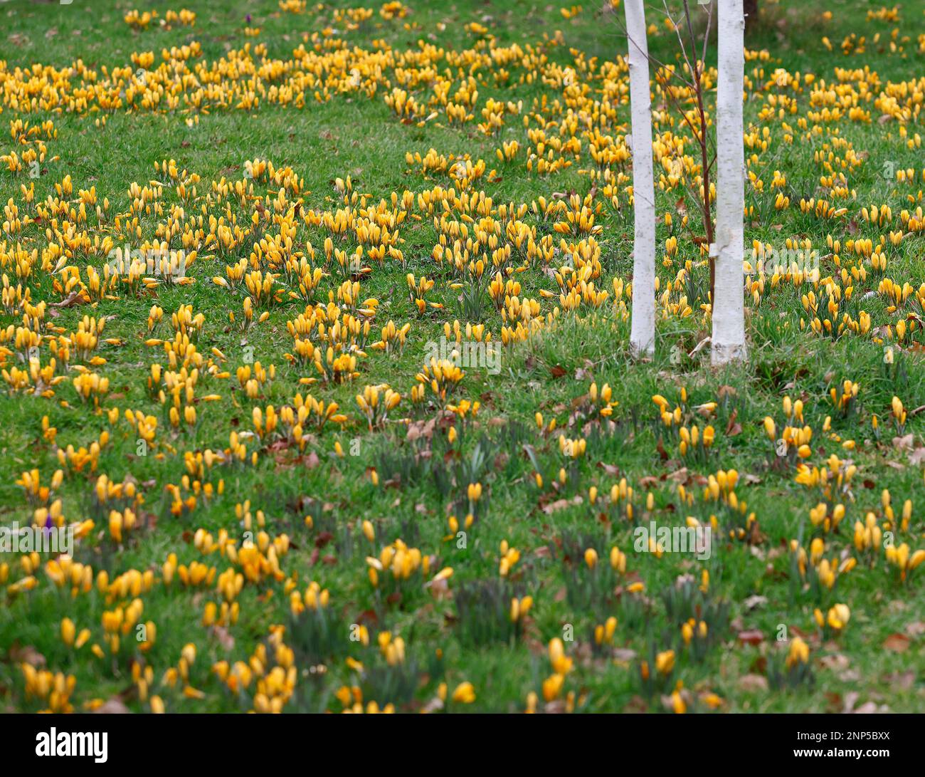 Grande Crocus giallo dorato olandese visto fiorire nel prato giardino in inverno. Foto Stock