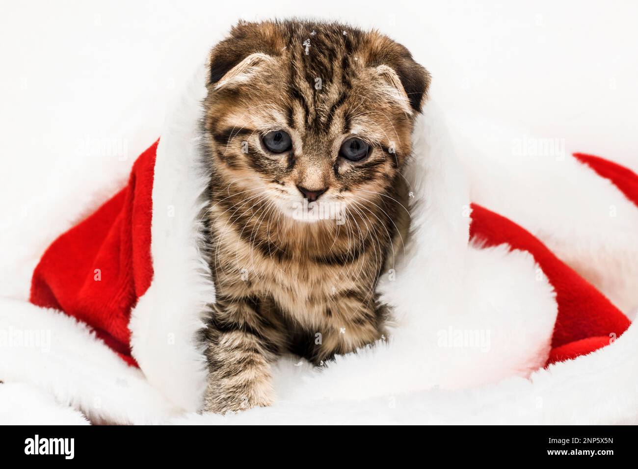 Un piccolo gattino si siede in un cappello di Babbo Natale nella neve. Natale e Capodanno concetto. Animali di Natale. Spazio di copia Foto Stock