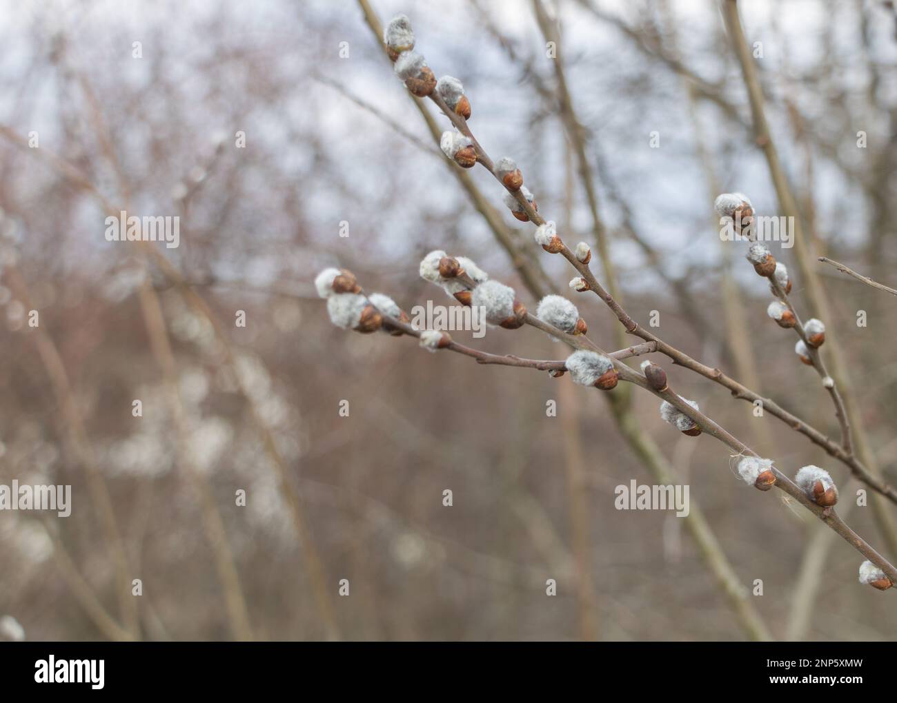 Capolavoro della natura: Le gemme fiorite di Goat Willow - Salix caprea. Foto Stock