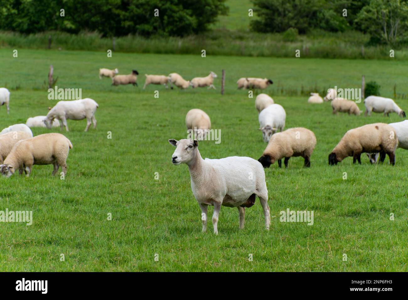 Pecora cute su un campo del coltivatore. Pecora su pascolo libero. Allevamento di bestiame, produzione ecologica. Gregge di pecora su campo di erba verde Foto Stock