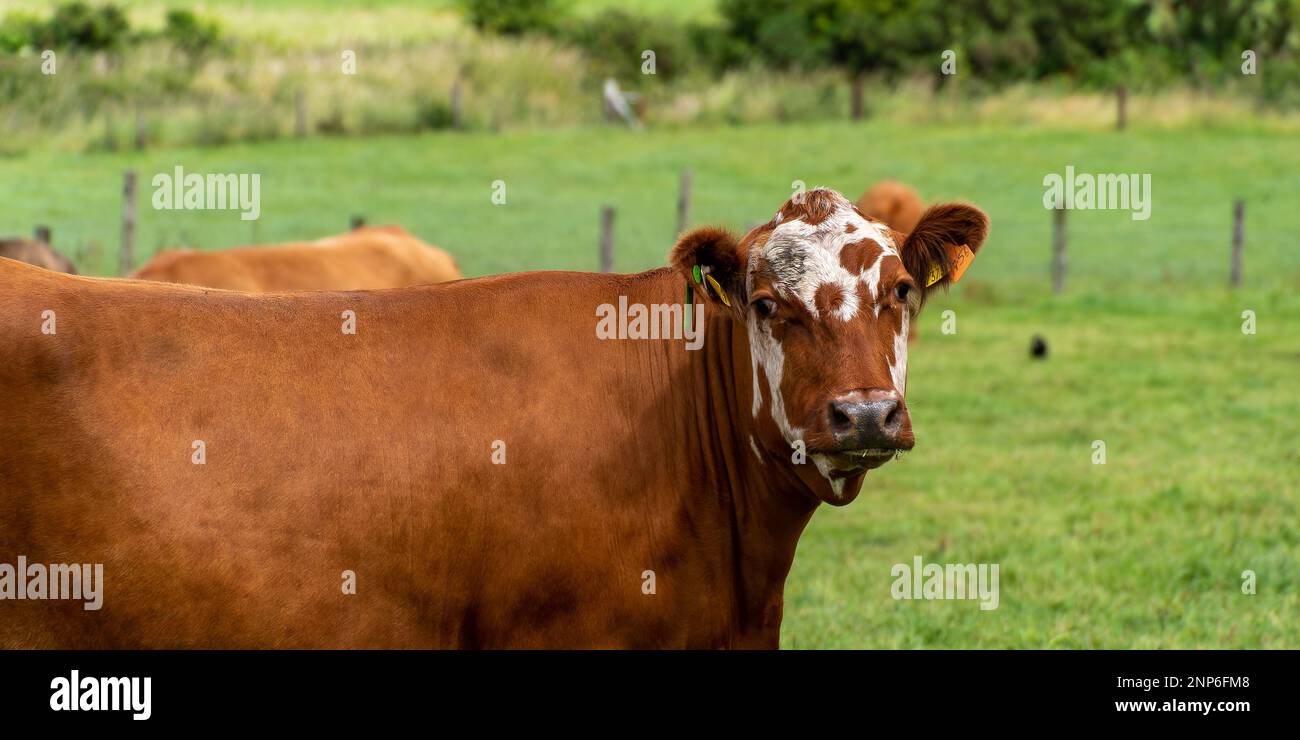 Ritratto di una mucca bruna senza cali. Una mucca in un prato verde. Pascolo gratuito, fattoria ecologica. Mucca bruna su campo verde erba Foto Stock