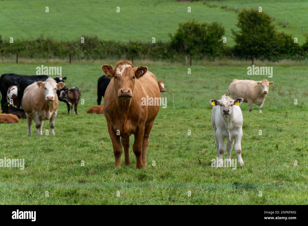 Una curiosa mucca e vitello si trovano su un pascolo verde in un giorno d'estate. Mucche su pascolo libero. Allevamento di bestiame. Mucca bianca e bruna su prato verde Foto Stock