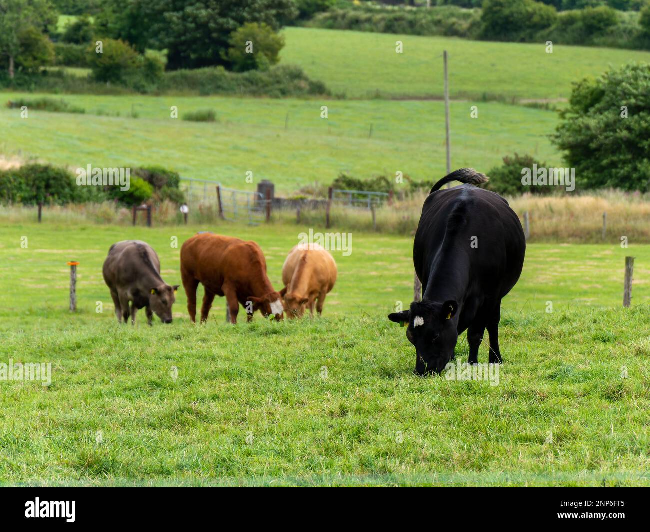Una mucca su un pascolo in una giornata d'estate. Bestiame su pascolo libero. Allevamento di bestiame. Paesaggio agricolo, mucca su prato verde. Foto Stock