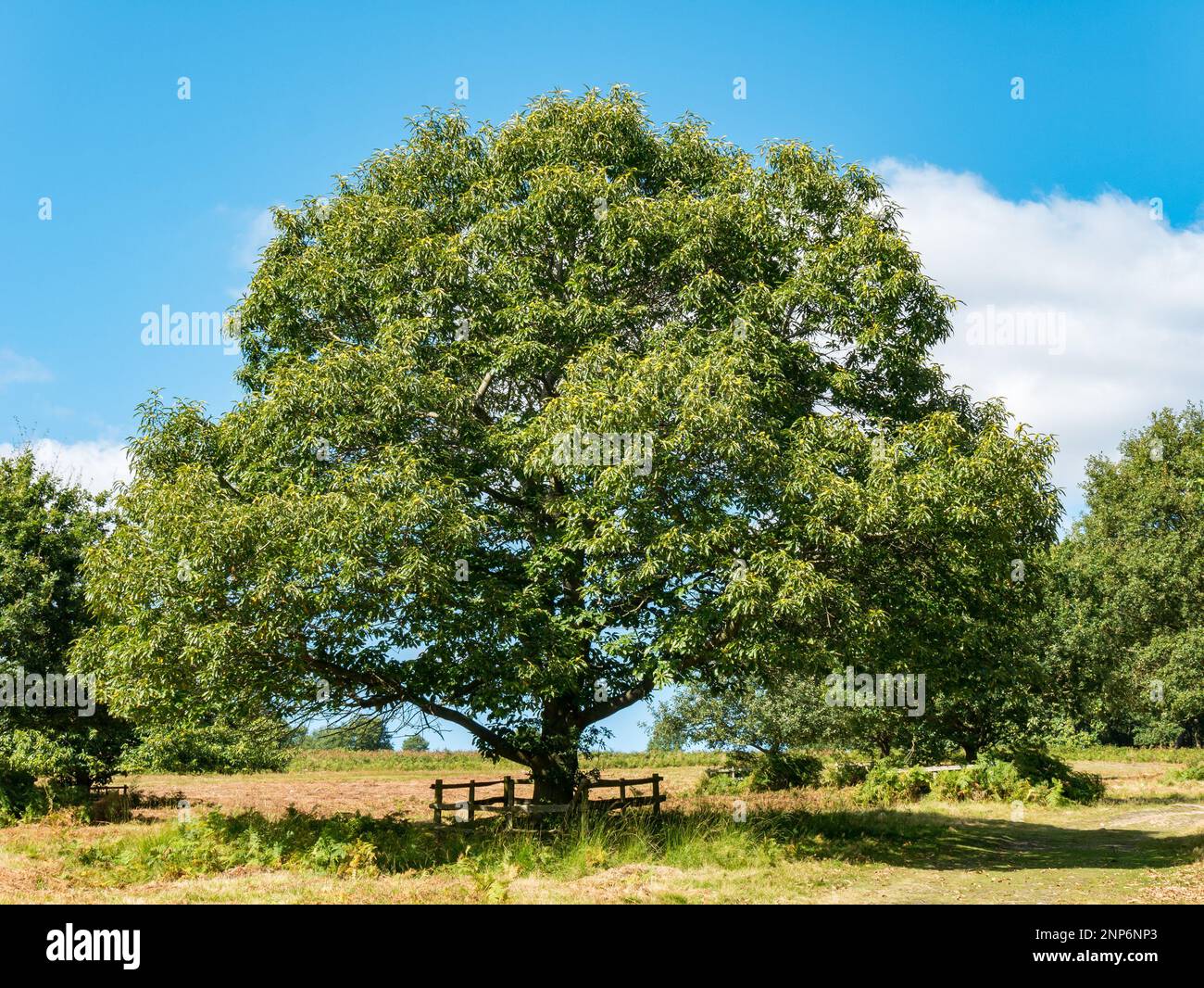 Albero singolo maturo di castagno dolce (Castanea sativa) coperto di frutta a settembre, Bradgate Park, Leicestershire, Inghilterra, Regno Unito Foto Stock