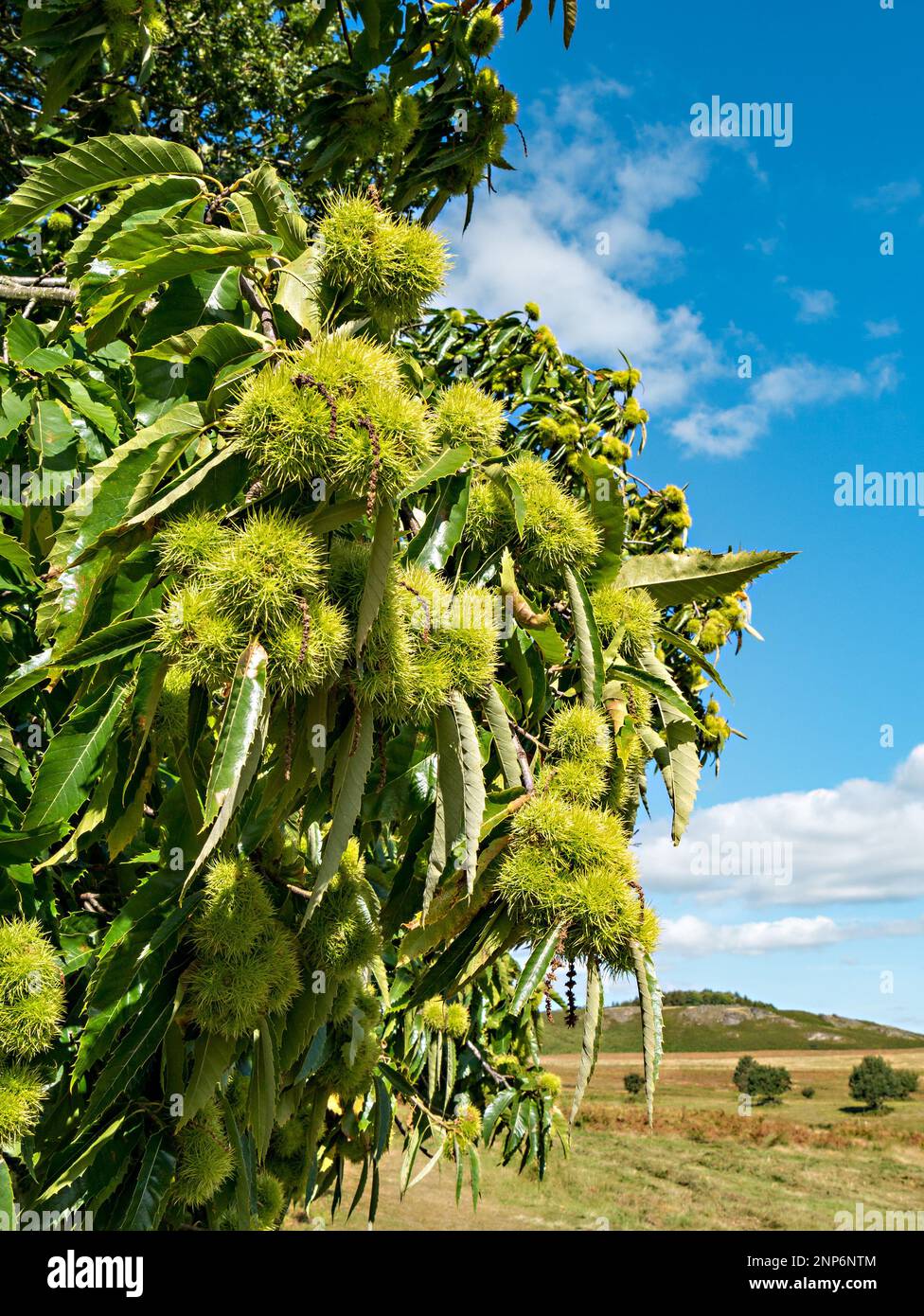 Castagno dolce (Castanea sativa) frutti che crescono su albero con foglie a settembre, Bradgate Park Leicestershire, Inghilterra, Regno Unito Foto Stock