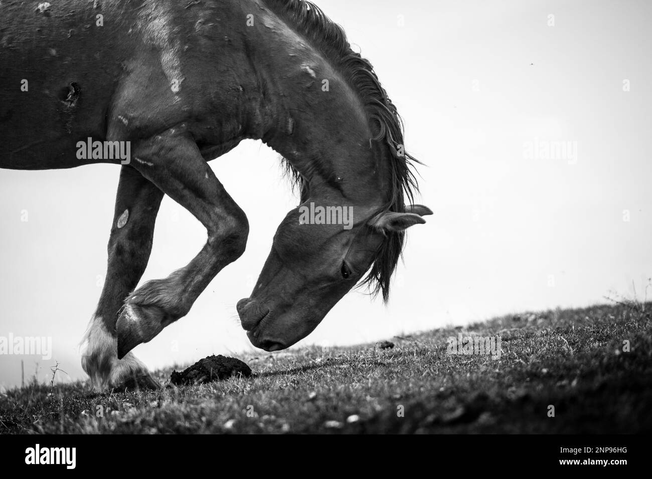 Questi bellissimi cavalli selvaggi vivono in Italia per sempre gratis Foto Stock