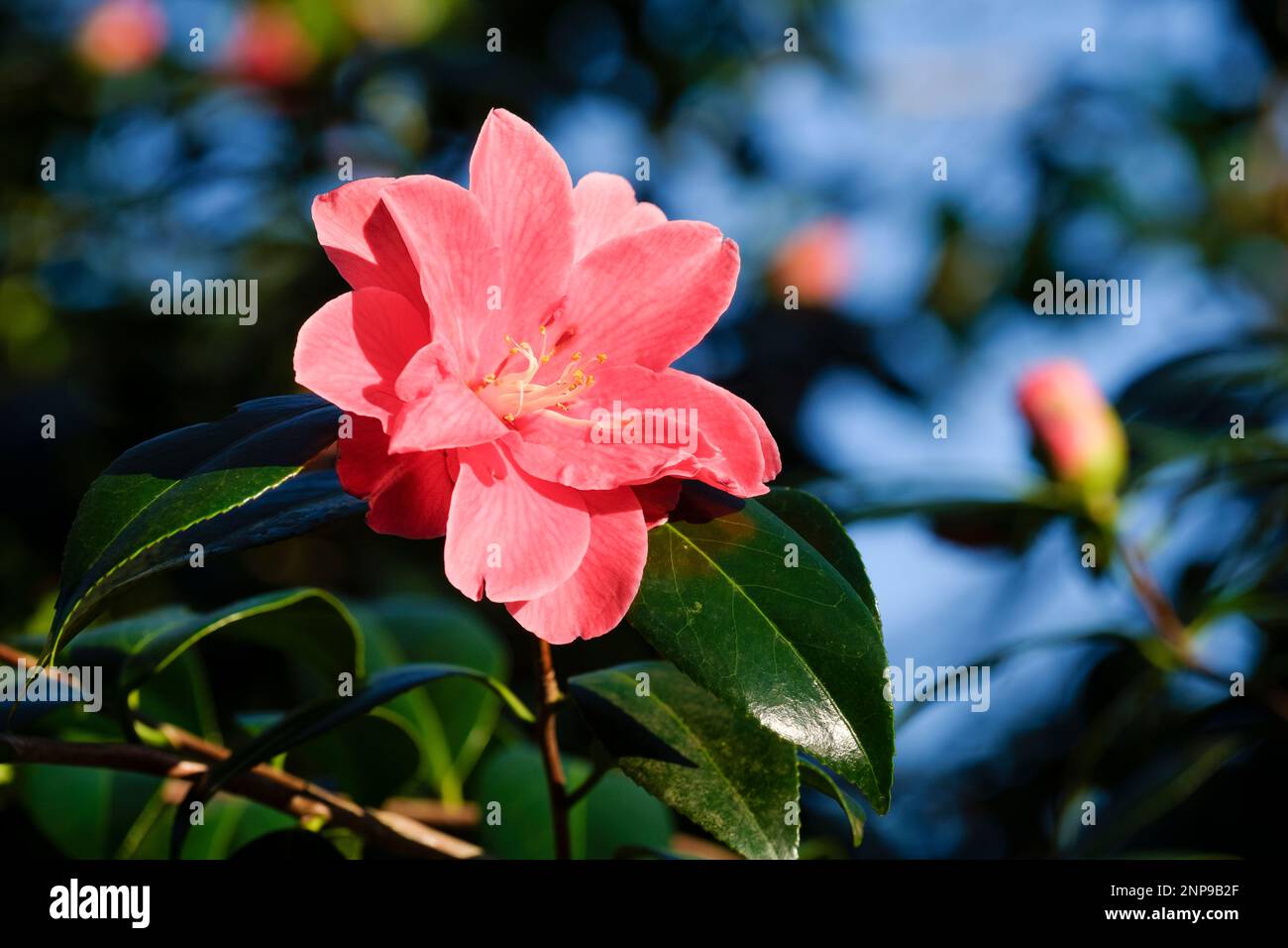 Camellia japonica Jesse Burgess, arbusto sempreverde con fiori semi-doppi rosa, prominenti stampini gialli Foto Stock
