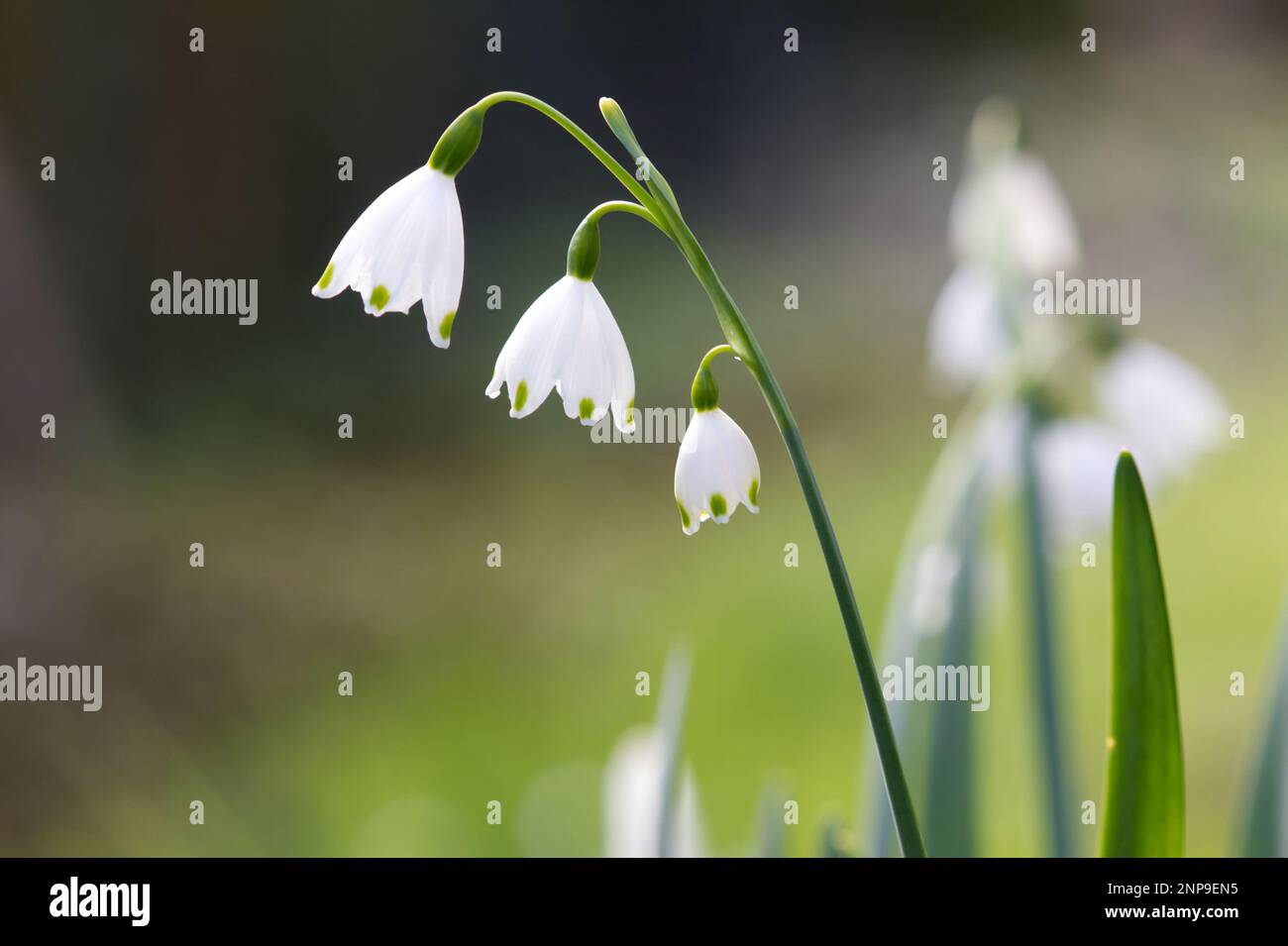 Isolato comune nevicata in primavera in giardino botanico Foto Stock