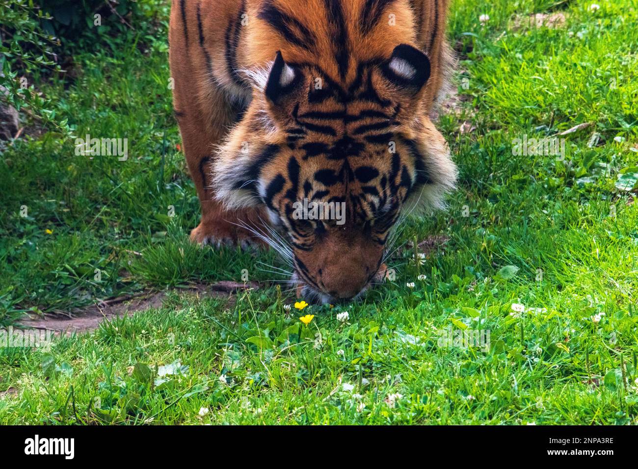 Testa della tigre di Sumatran vista dal davanti in primo piano Foto Stock