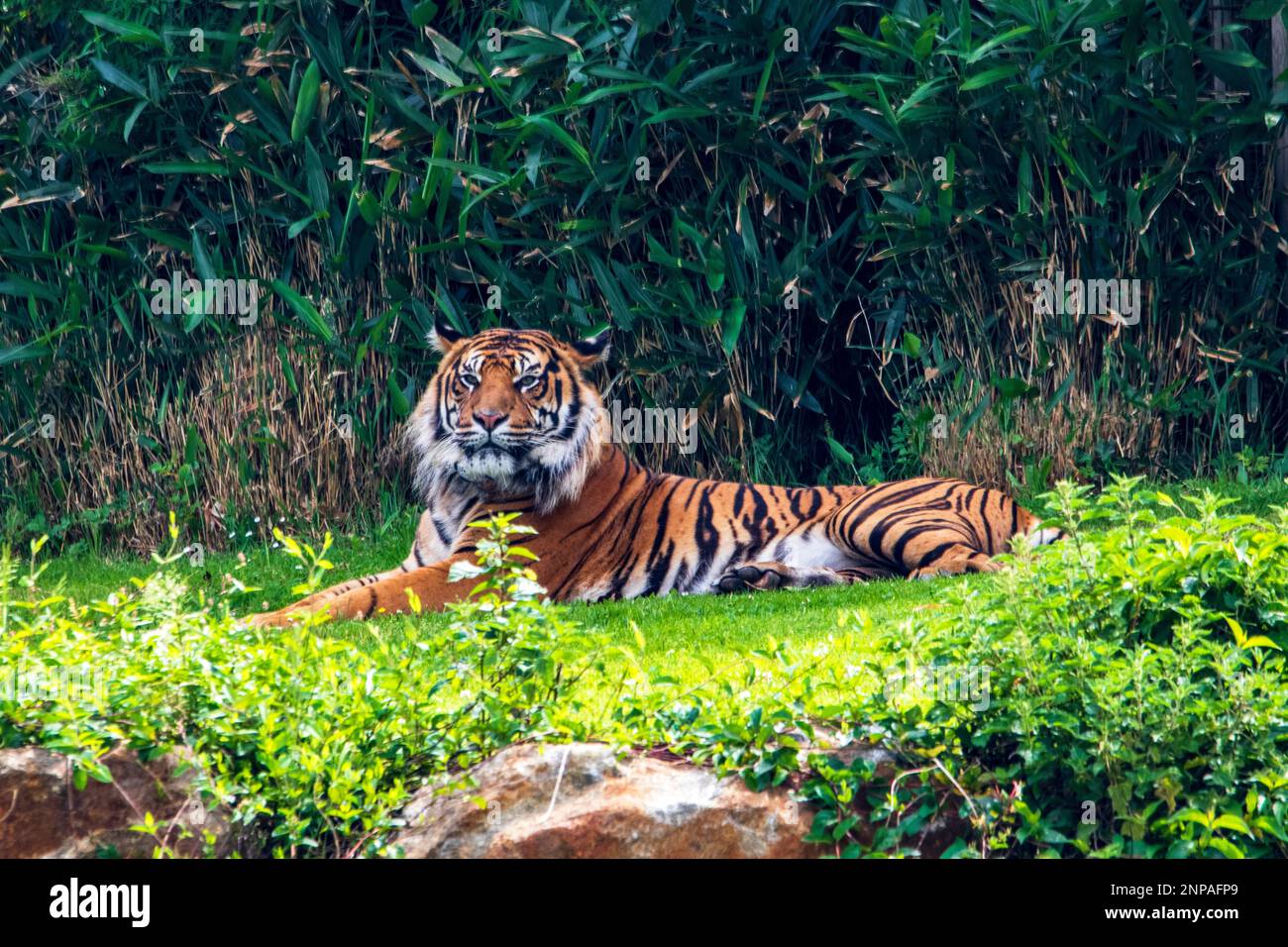 Tigre di Sumatran sdraiata nell'erba, vista in profilo Foto Stock