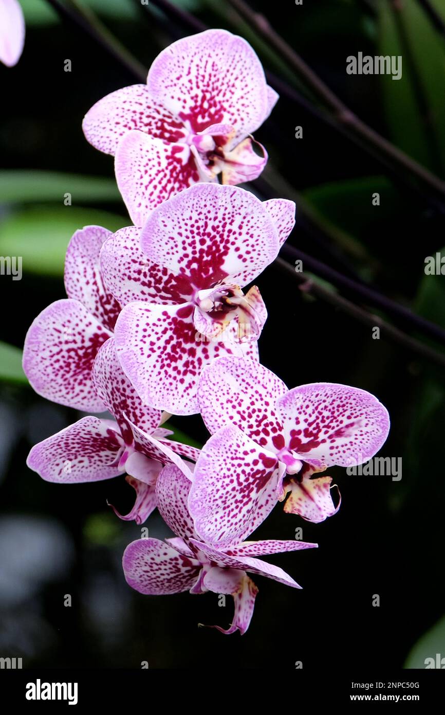 Orchidee di falaenopsis viola e bianco macchiate in fiore. Foto Stock