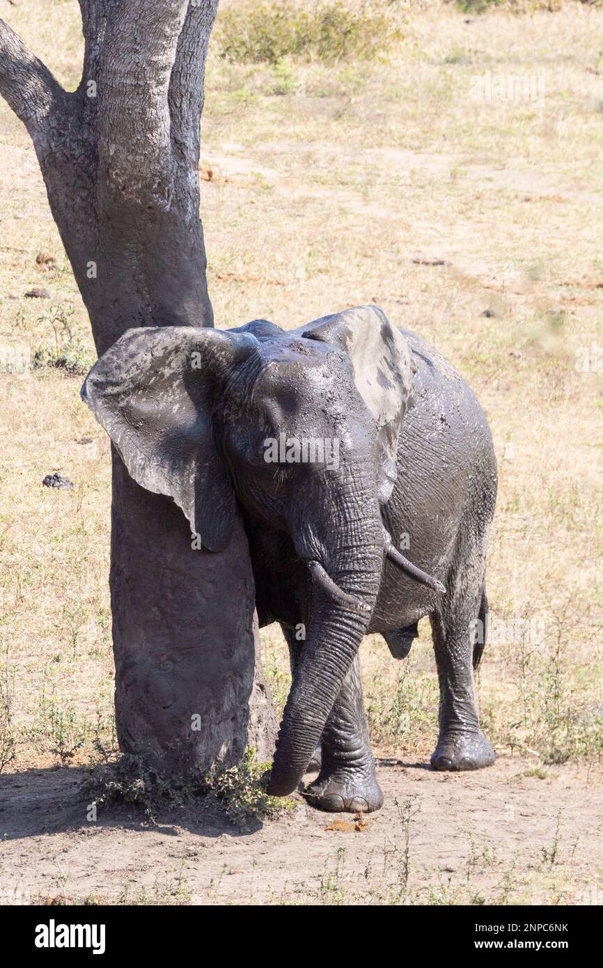 Bull African Bush Elephant (Loxodonta africana) utilizzando un albero come un posto graffiante, comportamento animale. Mpumalanga, Sudafrica Foto Stock