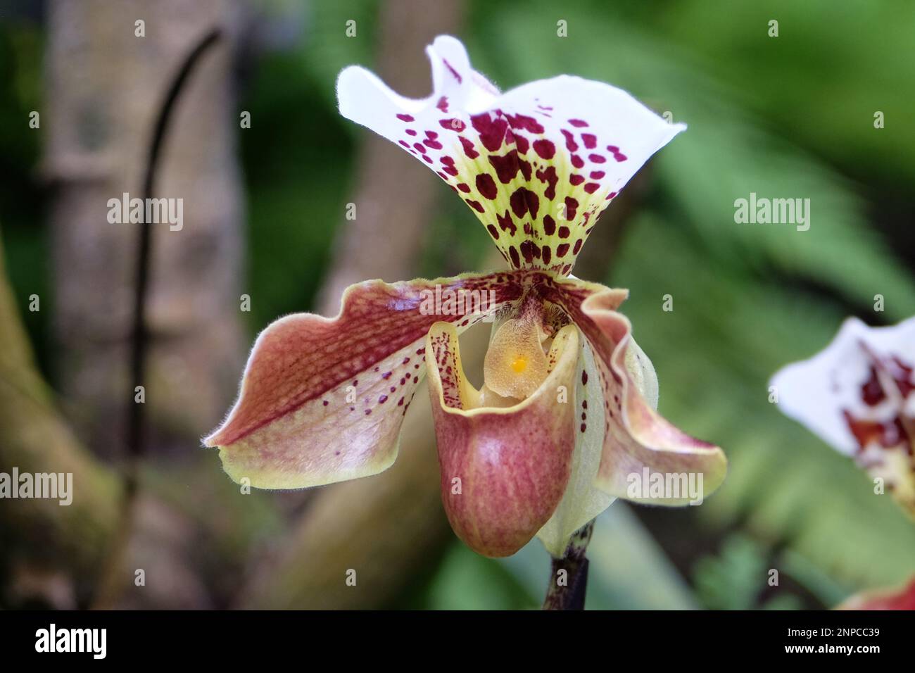 Orchidee rosse di Phragmipedium chiazzate in fiore. Foto Stock