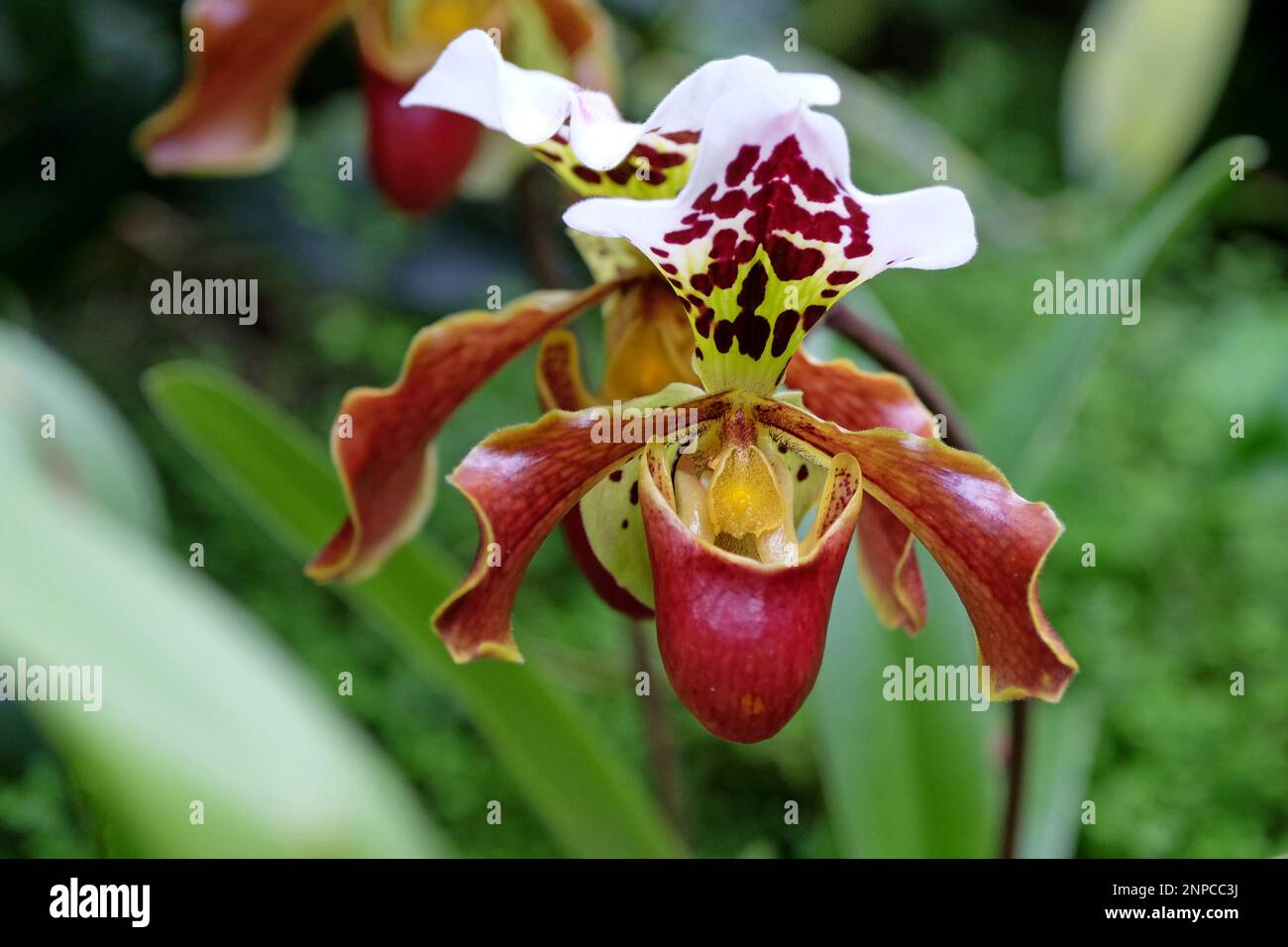 Orchidee rosse di Phragmipedium chiazzate in fiore. Foto Stock