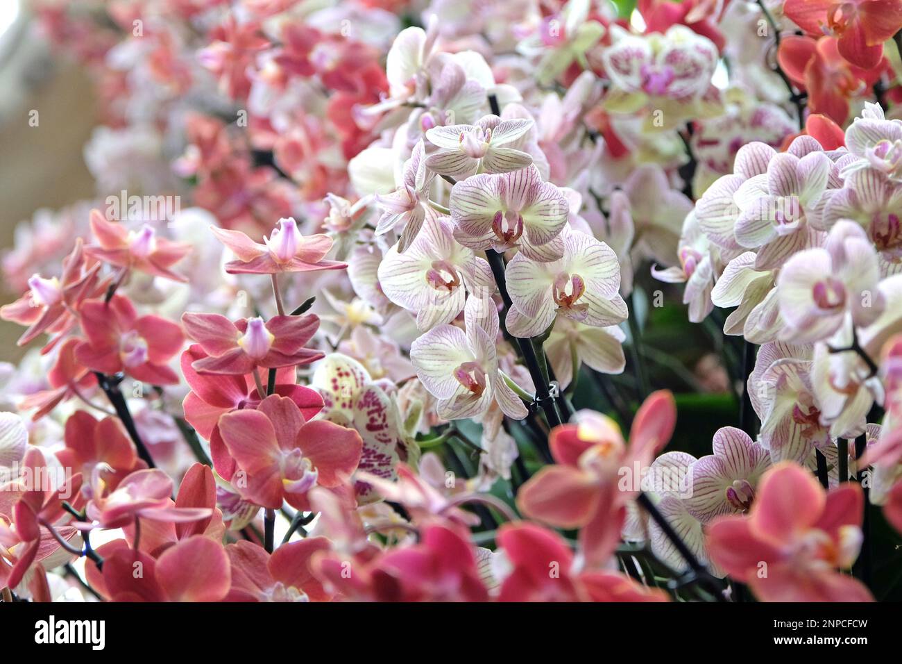 Orchidee di falenopsis color crema e rosa striate in fiore. Foto Stock