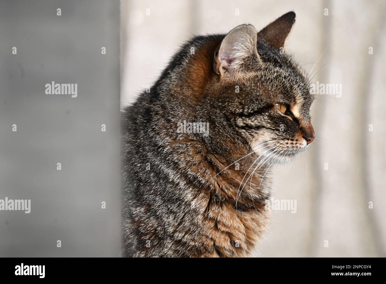 Ritratto ravvicinato di un gatto randagio seduto dietro un palo alla luce del sole Foto Stock