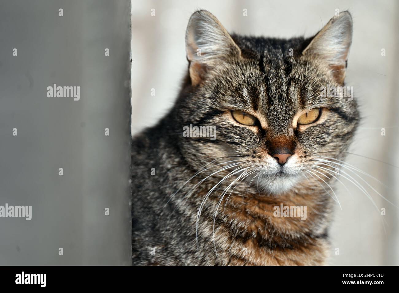 Ritratto ravvicinato di un gatto randagio seduto dietro un palo alla luce del sole Foto Stock