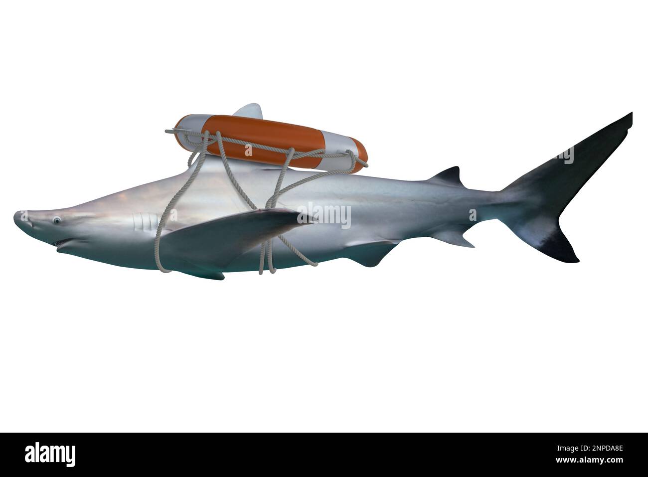 Immagine di uno squalo bianco nuotante, predatore del mare con lifboa Foto Stock