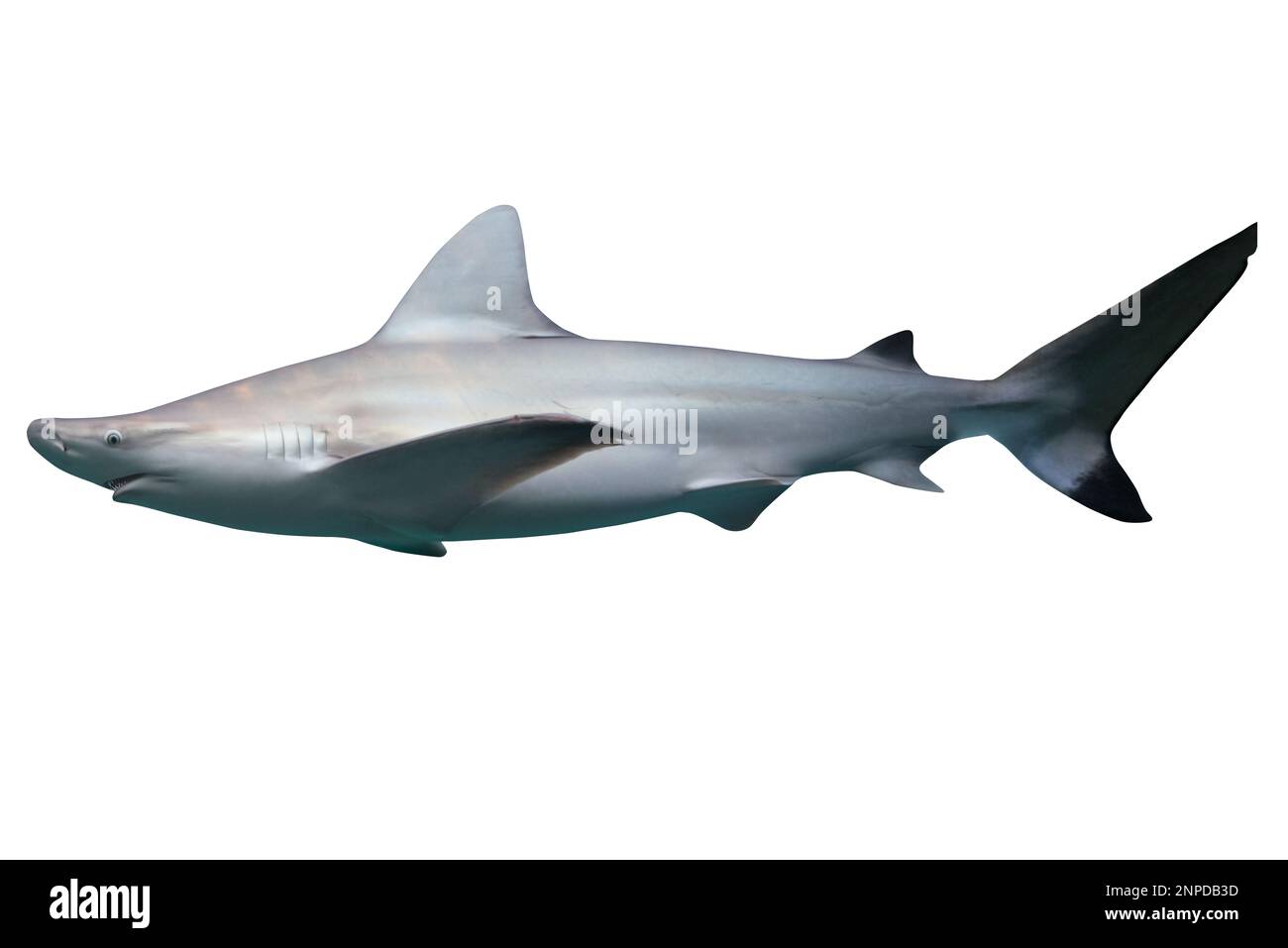 Immagine di uno squalo bianco nuotante, predatore del mare. Foto Stock