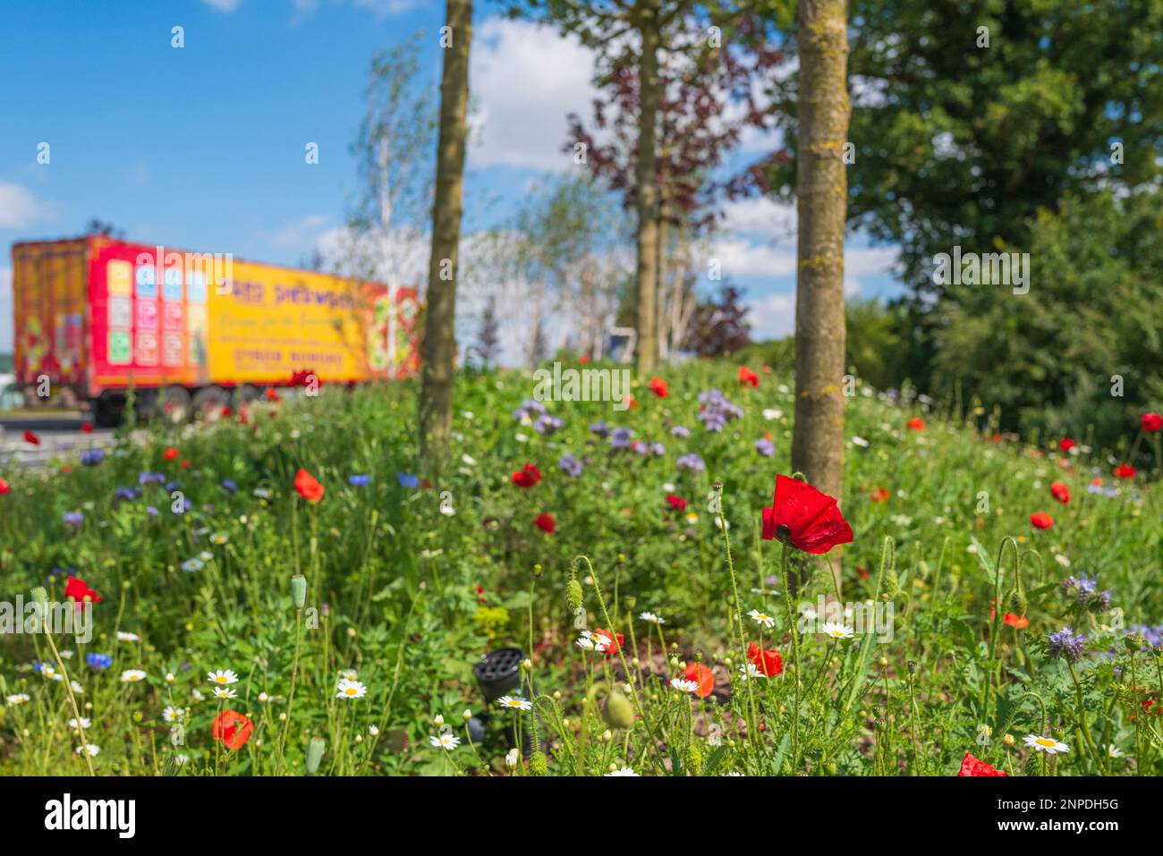 Fiori selvatici su un'erba con il traffico che passa. Foto Stock